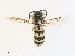  ( - CBG-A35149-A01)  @11 [ ] CreativeCommons - Attribution Share - Alike (2024) CBG Photography Group Centre for Biodiversity Genomics