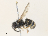  ( - CBG-A35149-B03)  @11 [ ] CreativeCommons - Attribution Share - Alike (2024) CBG Photography Group Centre for Biodiversity Genomics
