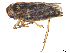  ( - CBG-A61836-B10)  @11 [ ] CreativeCommons - Attribution Share Alike (2025) CBG Photography Group Centre for Biodiversity Genomics