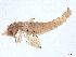  ( - CBG-A61846-A01)  @11 [ ] CreativeCommons - Attribution Share Alike (2025) CBG Photography Group Centre for Biodiversity Genomics