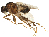  ( - CBG-A61863-E02)  @11 [ ] CreativeCommons - Attribution Share Alike (2025) CBG Photography Group Centre for Biodiversity Genomics