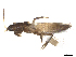  ( - CBG-A61864-A02)  @11 [ ] CreativeCommons - Attribution Share Alike (2025) CBG Photography Group Centre for Biodiversity Genomics