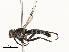  ( - CBG-A62841-B11)  @11 [ ] CreativeCommons - Attribution Share - Alike (2025) CBG Photography Group Centre for Biodiversity Genomics