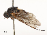 ( - CBG-A62841-G09)  @11 [ ] CreativeCommons - Attribution Share - Alike (2025) CBG Photography Group Centre for Biodiversity Genomics