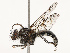  ( - CBG-B14767-D06)  @11 [ ] CreativeCommons - Attribution Share - Alike (2025) CBG Photography Group Centre for Biodiversity Genomics