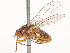  ( - CBG-B14778-D06)  @11 [ ] CreativeCommons - Attribution Share - Alike (2025) CBG Photography Group Centre for Biodiversity Genomics