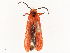  ( - CBG-B14785-B10)  @11 [ ] CreativeCommons - Attribution Share - Alike (2025) CBG Photography Group Centre for Biodiversity Genomics