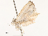  ( - CBG-B14785-E09)  @11 [ ] CreativeCommons - Attribution Share - Alike (2025) CBG Photography Group Centre for Biodiversity Genomics