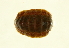  (Dendrochiton - 10BCMOL-00068)  @13 [ ] Unspecified (default): All Rights Reserved  Unspecified Unspecified