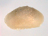  (Lutrariinae - 10BCMOL-00207)  @13 [ ] Unspecified (default): All Rights Reserved  Unspecified Unspecified