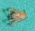  ( - BCMS-0590)  @12 [ ] Unspecified (default): All Rights Reserved  Unspecified Unspecified