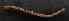  (Peripatus sp2 - BCMS-0905)  @11 [ ] Unspecified (default): All Rights Reserved  Unspecified Unspecified