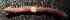  (Peripatus sp3 - BCMS-0906)  @11 [ ] Unspecified (default): All Rights Reserved  Unspecified Unspecified