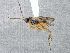  ( - CNC924597)  @12 [ ] CreativeCommons - Attribution Share-Alike (2018) Unspecified Canadian National Collection of Insects, Arachnids and Nematodes