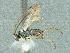  (Microgaster raschkiellae - CNC974523)  @12 [ ] CreativeCommons - Attribution Share-Alike (2018) Unspecified Canadian National Collection of Insects, Arachnids and Nematodes