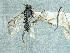  ( - CNC974642)  @11 [ ] CreativeCommons - Attribution Share-Alike (2018) Unspecified Canadian National Collection of Insects, Arachnids and Nematodes