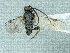  (Cotesia cf. tenebrosa - CNC990131)  @13 [ ] CreativeCommons - Attribution Share-Alike (2018) Unspecified Canadian National Collection of Insects, Arachnids and Nematodes