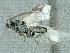  (Cotesia cf. neustriae - CNCHYM45368)  @13 [ ] CreativeCommons - Attribution Share-Alike (2018) Unspecified Canadian National Collection of Insects, Arachnids and Nematodes