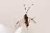  ( - MRS_JFT0687)  @12 [ ] CreativeCommons - Attribution Share-Alike (2018) Unspecified Canadian National Collection of Insects, Arachnids and Nematodes
