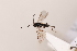  ( - MRS_JFT0692)  @11 [ ] CreativeCommons - Attribution Share-Alike (2018) Unspecified Canadian National Collection of Insects, Arachnids and Nematodes