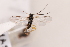  ( - MRS_JFT0710)  @12 [ ] CreativeCommons - Attribution Share-Alike (2018) Unspecified Canadian National Collection of Insects, Arachnids and Nematodes