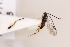  (Protapanteles incertus - MRS_JFT0712)  @12 [ ] CreativeCommons - Attribution Share-Alike (2018) Unspecified Canadian National Collection of Insects, Arachnids and Nematodes