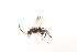  ( - MRS_JFT0748)  @12 [ ] CreativeCommons - Attribution Share-Alike (2018) Unspecified Canadian National Collection of Insects, Arachnids and Nematodes
