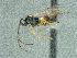  ( - CASENT2247120)  @11 [ ] CreativeCommons - Attribution Share-Alike (2018) Unspecified Canadian National Collection of Insects, Arachnids and Nematodes