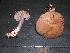  (Cortinarius spadicellus - F17064)  @11 [ ] CreativeCommons - Attribution Non-Commercial Share-Alike (2010) Unspecified Royal Ontario Museum