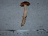  (Cortinarius testaceofolius - F17106)  @11 [ ] CreativeCommons - Attribution Non-Commercial Share-Alike (2010) Unspecified Royal Ontario Museum