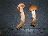  (Cortinarius laniger - F17109)  @11 [ ] CreativeCommons - Attribution Non-Commercial Share-Alike (2010) Unspecified Royal Ontario Museum