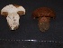  (Cortinarius vacciniophilus - F17037)  @11 [ ] CreativeCommons - Attribution Non-Commercial Share-Alike (2010) Unspecified Royal Ontario Museum
