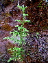  ( - RBRLS07)  @11 [ ] CreativeCommons - Attribution Non-Commercial Share-Alike (2015) Shaiesh Morajkar St. Aloysius College