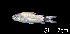 ( - LBPV 46636)  @11 [ ] CreativeCommons - Attribution (2013) Claudio de Oliveira Laboratório de Biologia e Genética de Peixes - UNESP - Botucatu