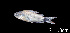  ( - LBPV 46637)  @11 [ ] CreativeCommons - Attribution (2013) Claudio de Oliveira Laboratório de Biologia e Genética de Peixes - UNESP - Botucatu