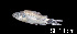  ( - LBPV 46638)  @11 [ ] CreativeCommons - Attribution (2013) Claudio de Oliveira Laboratório de Biologia e Genética de Peixes - UNESP - Botucatu