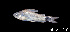  ( - LBPV 46639)  @11 [ ] CreativeCommons - Attribution (2013) Claudio de Oliveira Laboratório de Biologia e Genética de Peixes - UNESP - Botucatu
