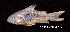  ( - LBPV 32901)  @11 [ ] CreativeCommons - Attribution (2013) Claudio de Oliveira Laboratório de Biologia e Genética de Peixes - UNESP - Botucatu