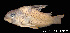  ( - LBPV 57767)  @11 [ ] CreativeCommons - Attribution (2013) Claudio de Oliveira Laboratório de Biologia e Genética de Peixes - UNESP - Botucatu