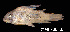  ( - LBPV 57768)  @11 [ ] CreativeCommons - Attribution (2013) Claudio de Oliveira Laboratório de Biologia e Genética de Peixes - UNESP - Botucatu