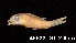  ( - LBPV 46610)  @15 [ ] CreativeCommons - Attribution (2013) Claudio de Oliveira Laboratório de Biologia e Genética de Peixes - UNESP - Botucatu