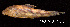  ( - LBPV 11067)  @14 [ ] CreativeCommons - Attribution (2013) Claudio de Oliveira Laboratório de Biologia e Genética de Peixes - UNESP - Botucatu