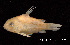  ( - LBPV 7121)  @14 [ ] CreativeCommons - Attribution (2013) Claudio de Oliveira Laboratório de Biologia e Genética de Peixes - UNESP - Botucatu