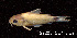  ( - LBPV 22205)  @11 [ ] CreativeCommons - Attribution (2013) Claudio de Oliveira Laboratório de Biologia e Genética de Peixes - UNESP - Botucatu