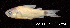  ( - LBPV 22206)  @11 [ ] CreativeCommons - Attribution (2013) Claudio de Oliveira Laboratório de Biologia e Genética de Peixes - UNESP - Botucatu