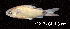  ( - LBPV 22207)  @11 [ ] CreativeCommons - Attribution (2013) Claudio de Oliveira Laboratório de Biologia e Genética de Peixes - UNESP - Botucatu
