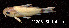  ( - LBPV 22208)  @11 [ ] CreativeCommons - Attribution (2013) Claudio de Oliveira Laboratório de Biologia e Genética de Peixes - UNESP - Botucatu