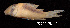  ( - LBPV 32577)  @11 [ ] CreativeCommons - Attribution (2013) Claudio de Oliveira Laboratório de Biologia e Genética de Peixes - UNESP - Botucatu