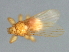  (Trichobius dugesii - BCAAJN-S23-1)  @13 [ ] CreativeCommons - Attribution (2010) Unspecified Centre for Biodiversity Genomics
