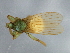  ( - BCAAJN-G27-1)  @14 [ ] CreativeCommons - Attribution (2010) Unspecified Centre for Biodiversity Genomics